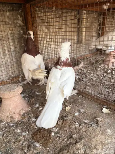 ايراني مطوق بانتاجه 3