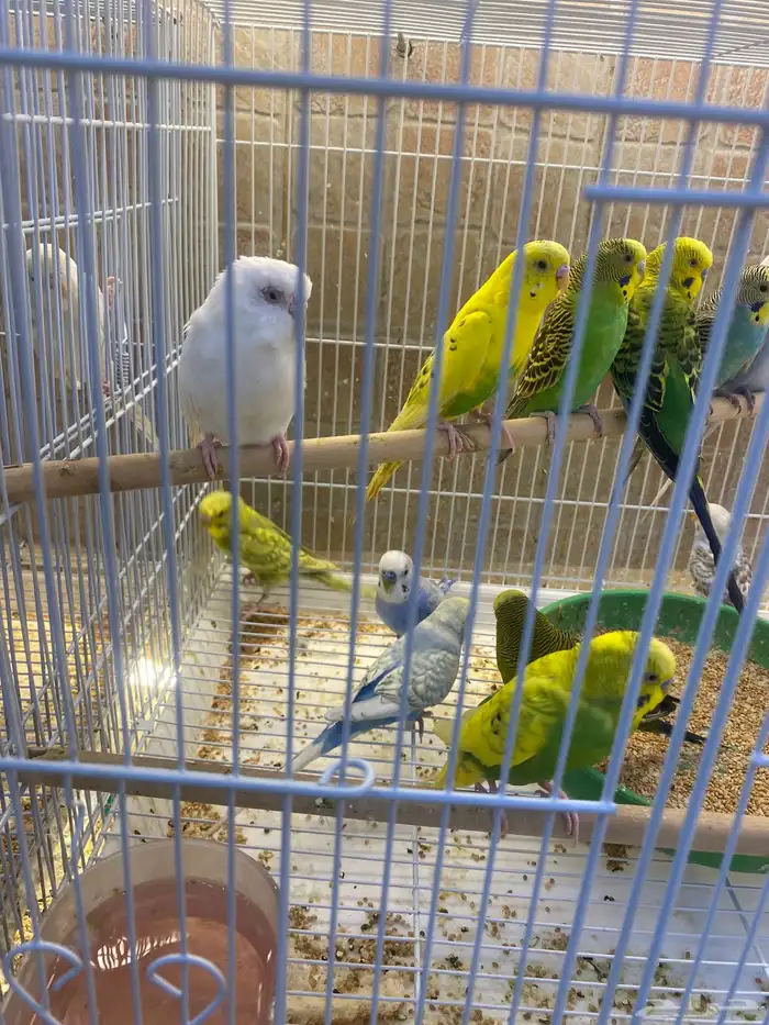 طيور وحمام منوعه 5