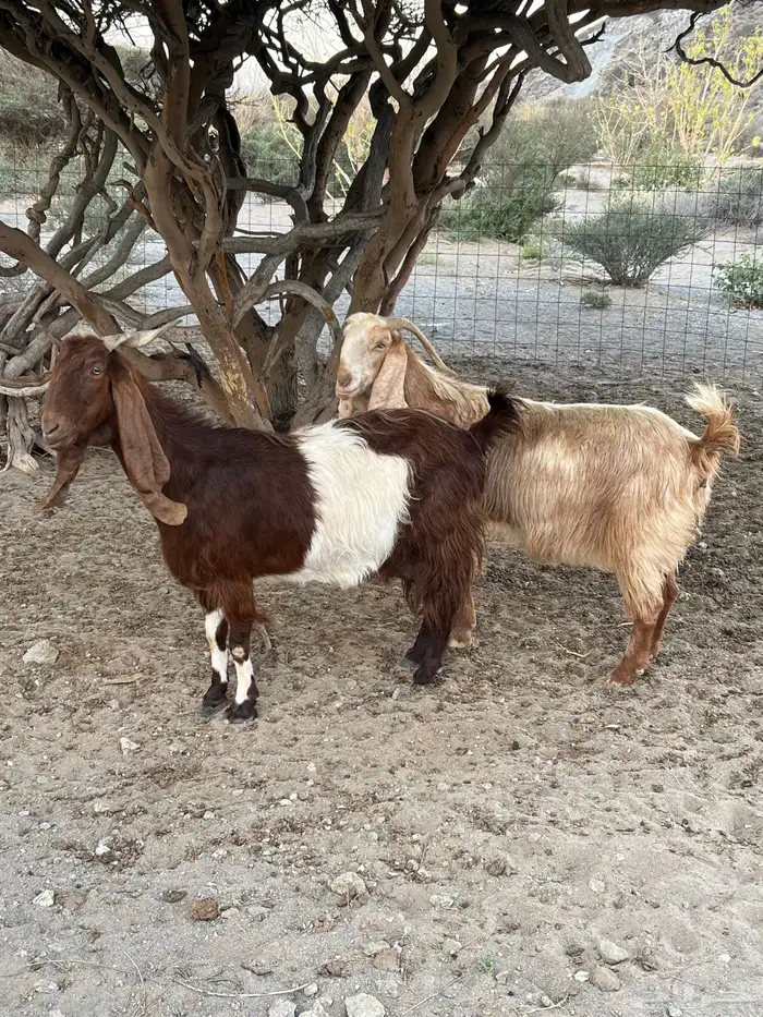 معزاء صنف للبيع 2