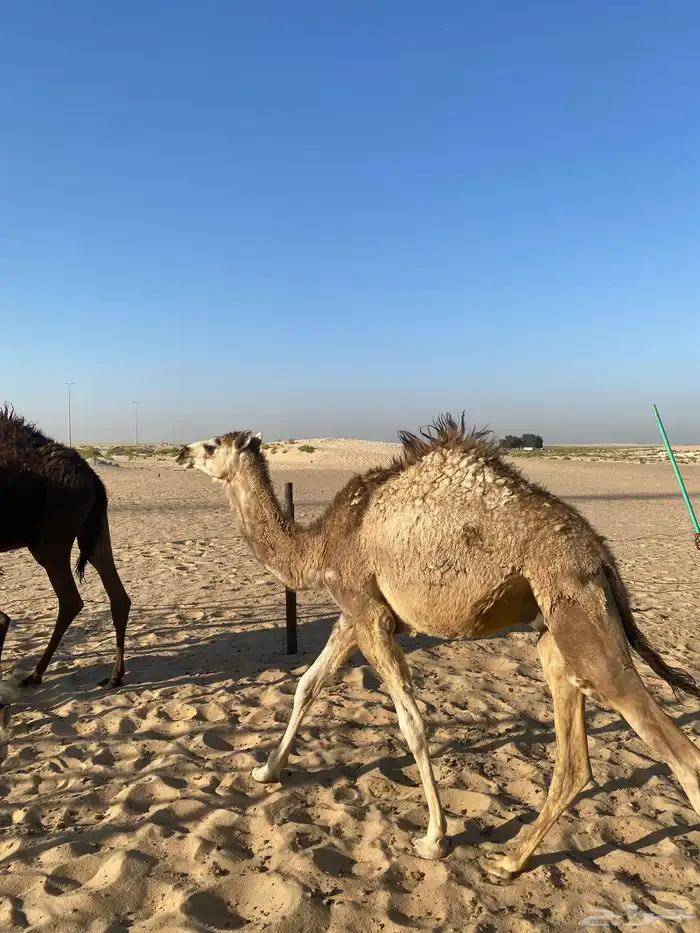 3 قعدان وبكره مجهم 8