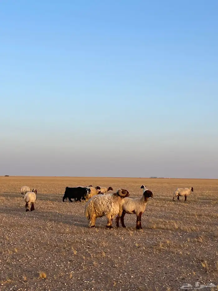 فحل طييب شرط القريع 7