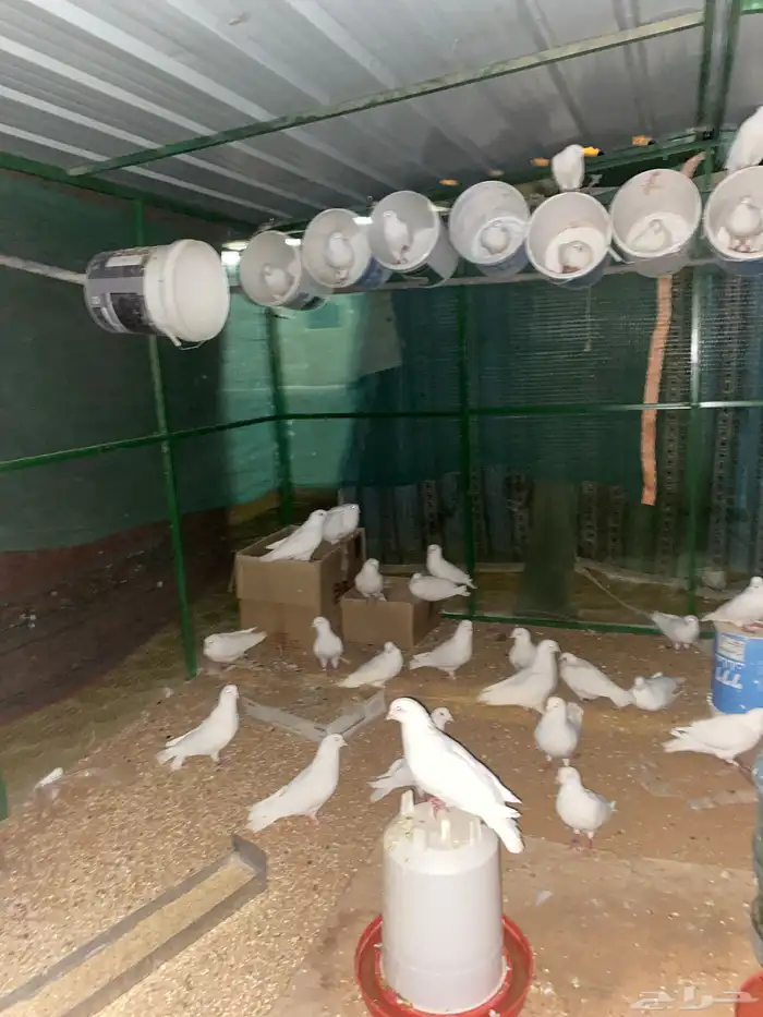 موقع حوطه بني تميم 0