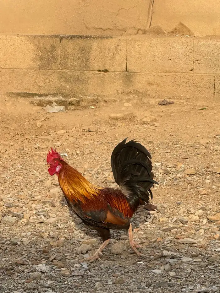 للبيع دجاج وديك كفو 2