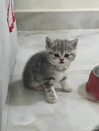 للبيع قطط سكوتش فولد وستريت رمادية 2