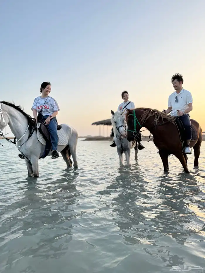 يوجد لدينا إيواء خيل اقرب اسطبل عالبحر منطقة ذهبان 0