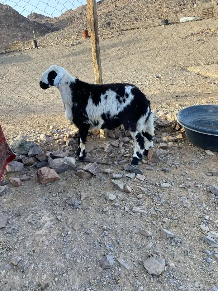 للبيع طلي نجد 0