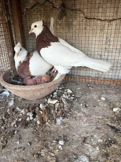 ايراني مطوق بانتاجه 1