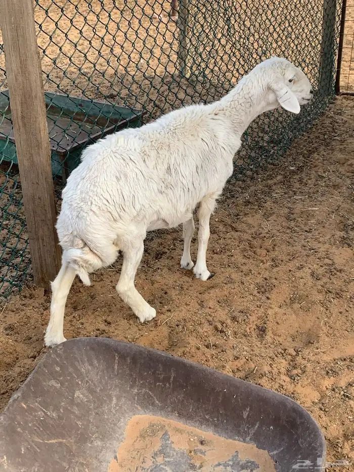 شاه حريه للبيع تم البيع 0