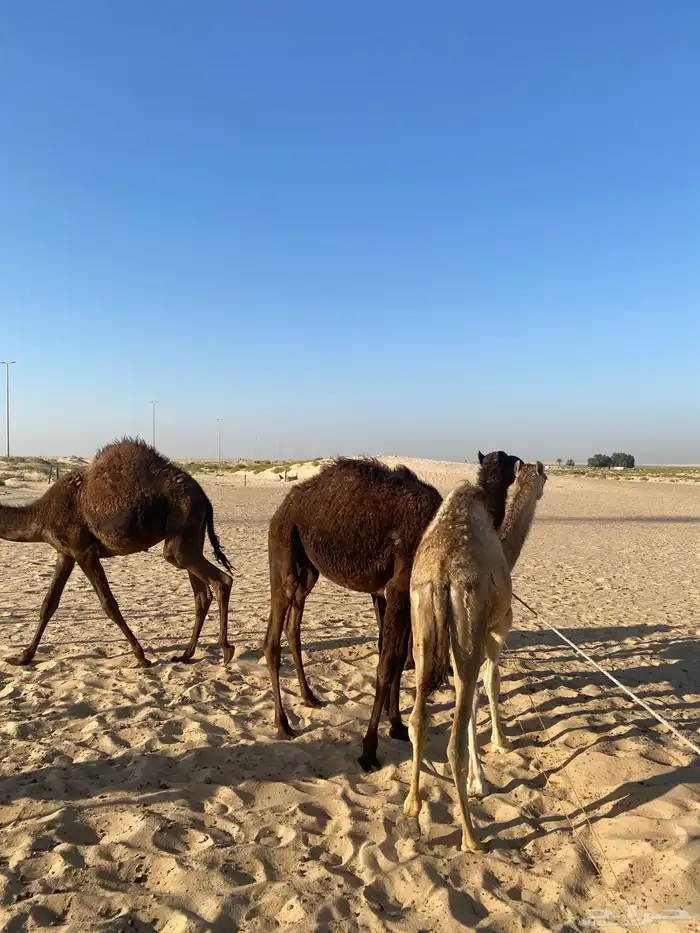 3 قعدان وبكره مجهم 15