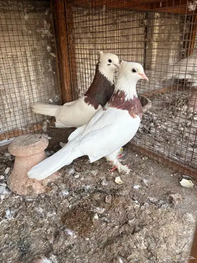 ايراني مطوق بانتاجه 0