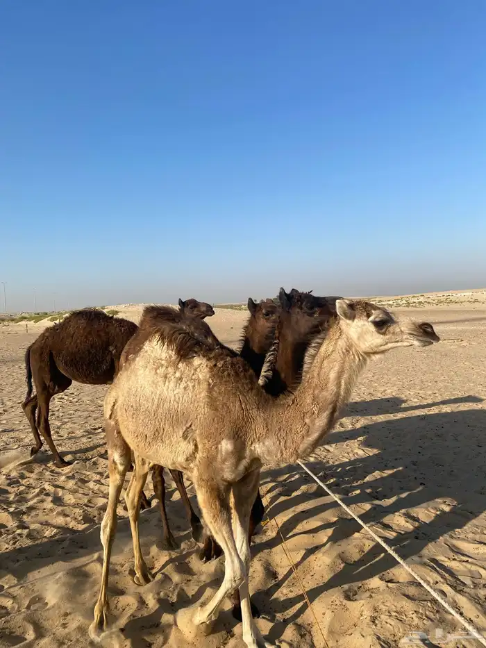 3 قعدان وبكره مجهم 13