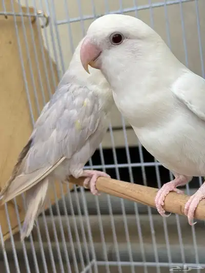 روز انث منتجه 4