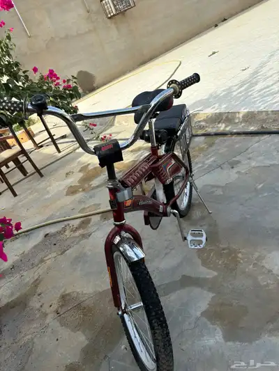 سيكل عنبي 4