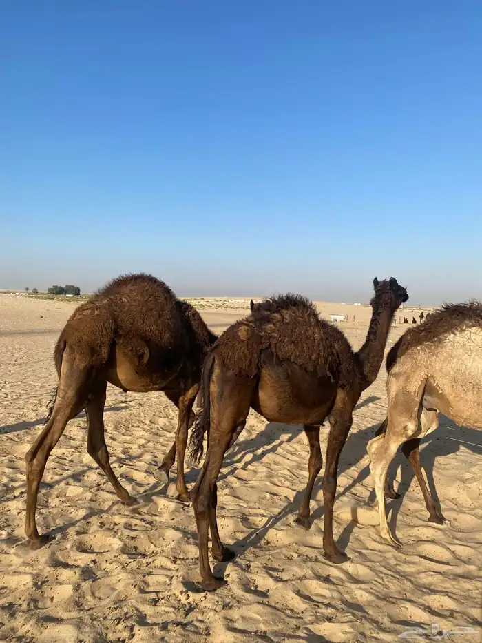3 قعدان وبكره مجهم 11