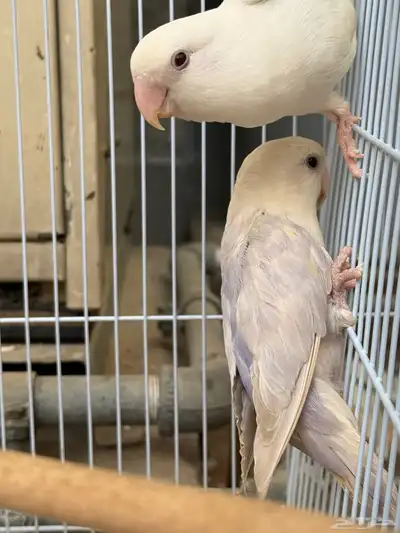 روز انث منتجه 5