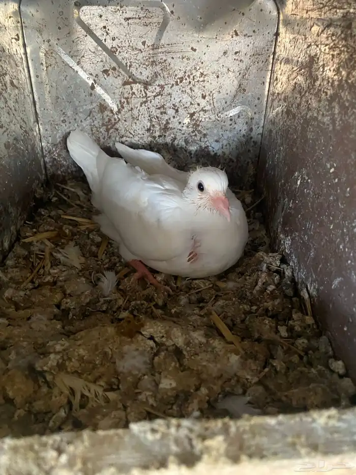 زغاليل فرنسي فاخر 1