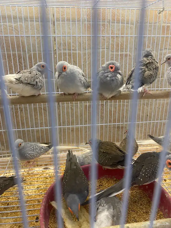 طيور وحمام منوعه 0