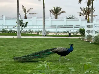 ايواء للخيل خاص للايجار برنامج غذائي متكامل 1