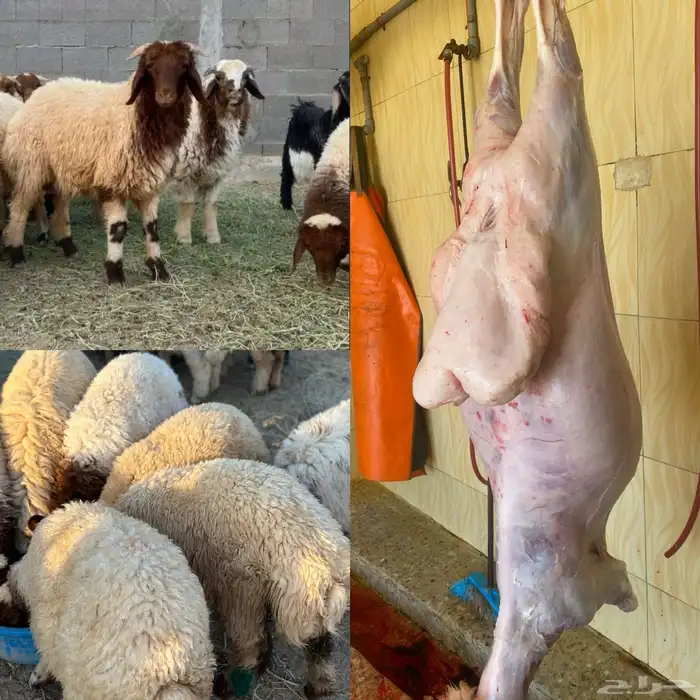 ذبايح بريه 0