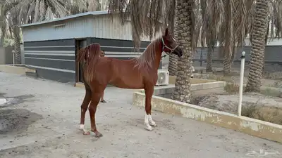 مهره واهو دماء جمال 0