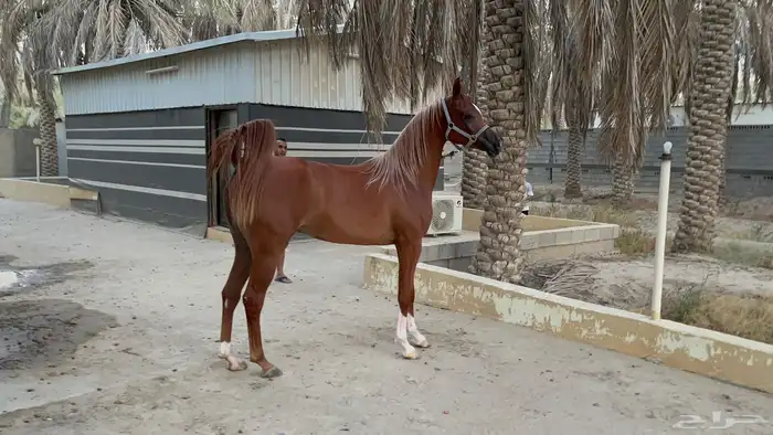 مهره واهو دماء جمال 0
