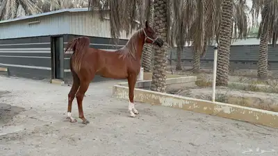 مهره واهو دماء جمال 1