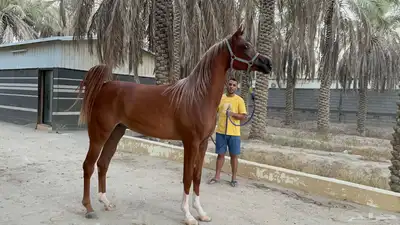 مهره واهو دماء جمال 2