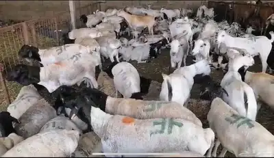بربري تيوس وطليان للكميات الكبيره ب 460 0