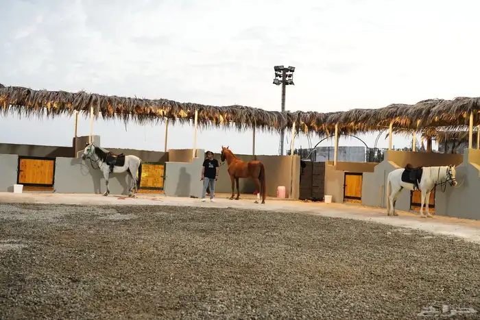 يوجد لدينا إيواء خيل اقرب اسطبل عالبحر منطقة ذهبان 2