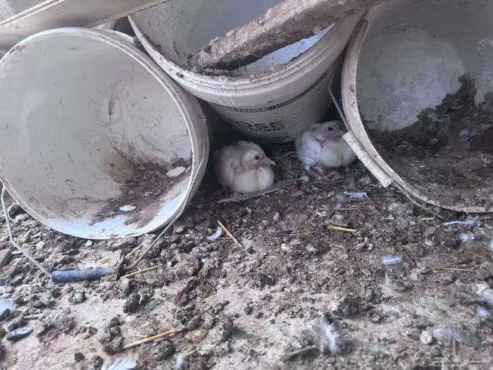 حمام فرنسي وزوجان كريمي وبجيكي لبيع الموقع الخبراء 6