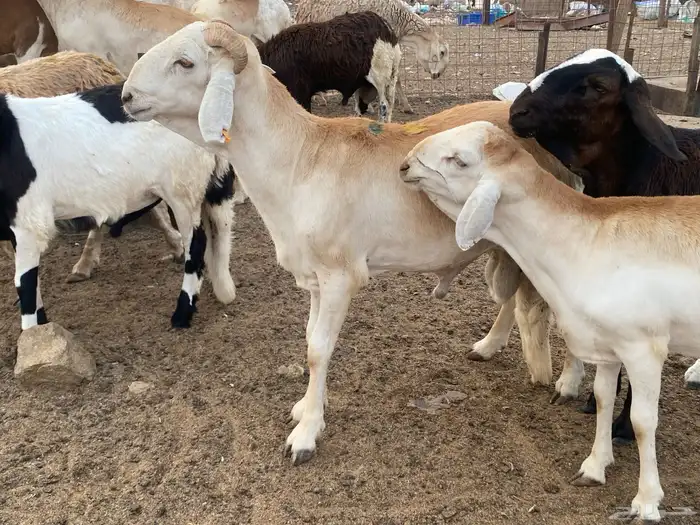 طليان سواكني مرابي 3