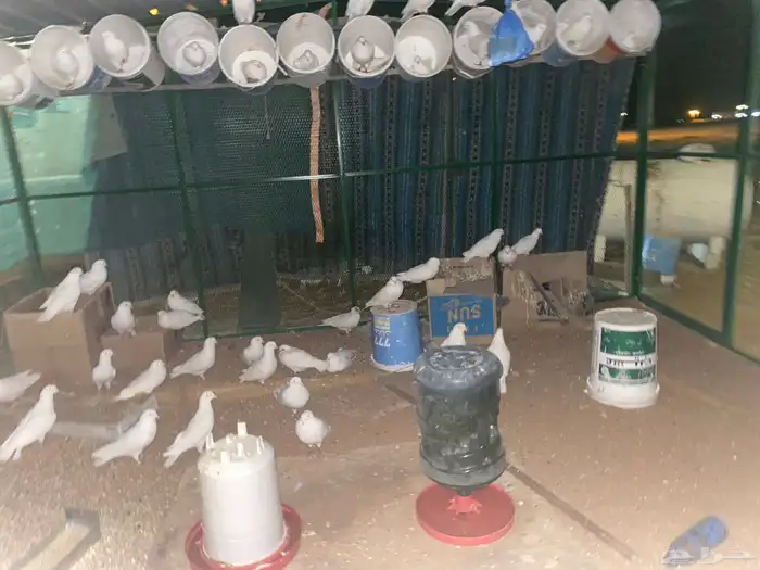 موقع حوطه بني تميم 1