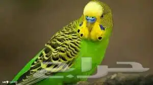 ذكور بلابل بادجي 0
