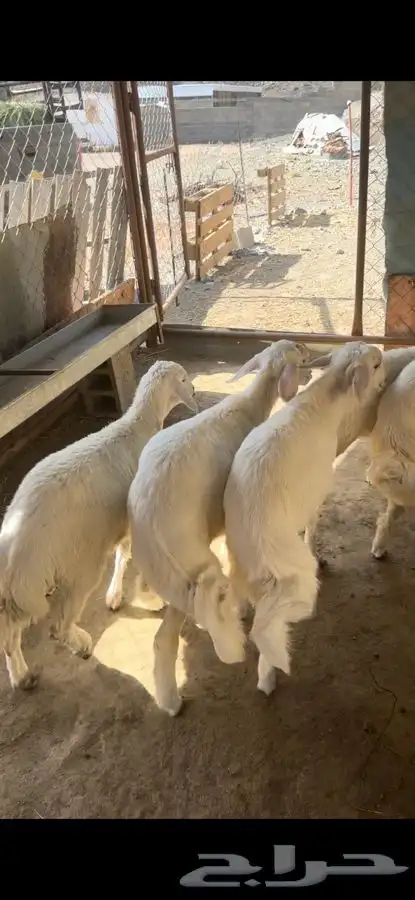 خرفان نظاف وسمان 0
