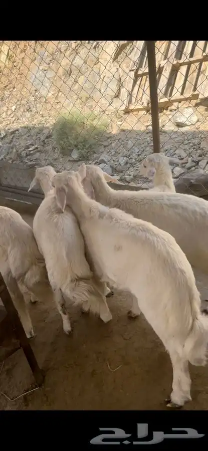 خرفان نظاف وسمان 1