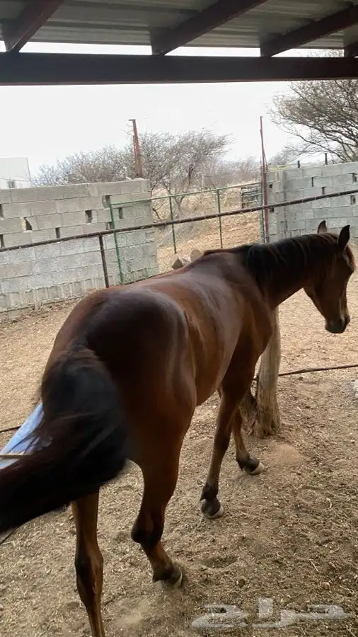 مهر شعبي 4