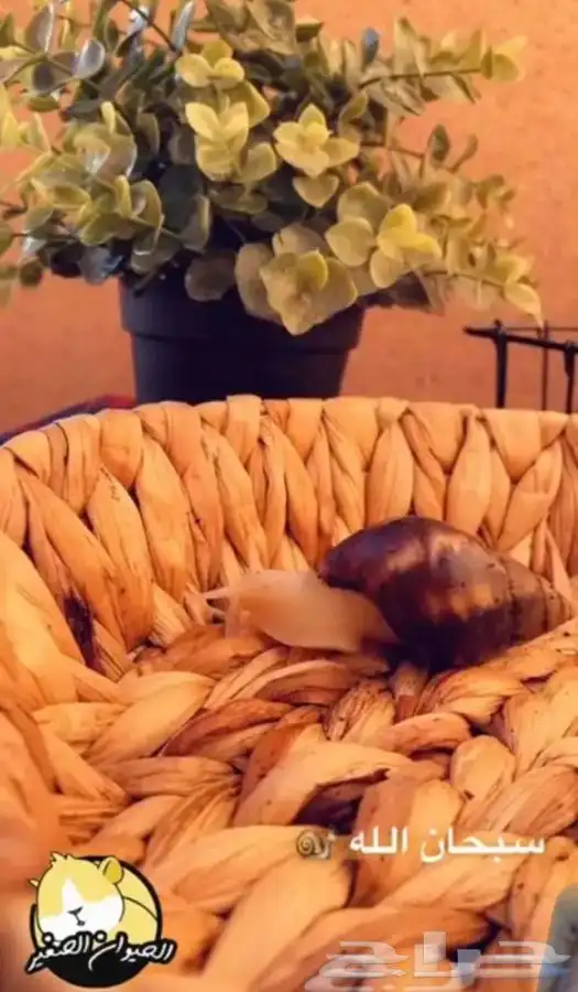 الحلزون متوفر تمارا 1