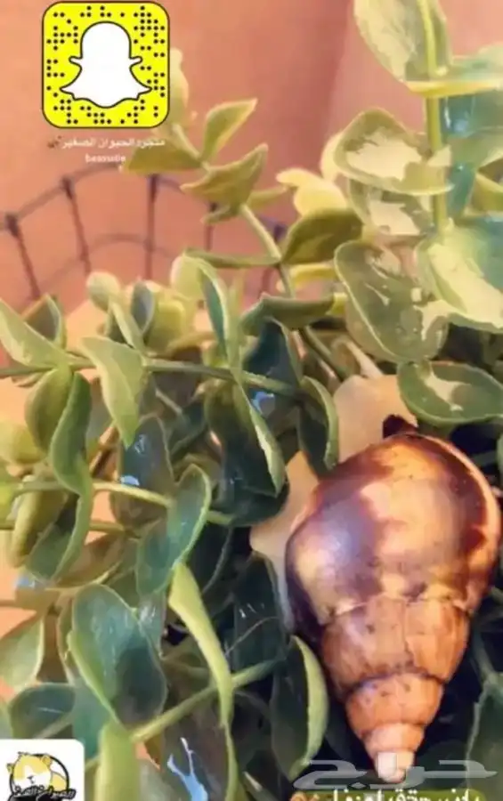 الحلزون متوفر تمارا 2