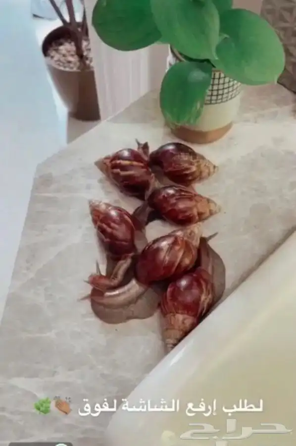 الحلزون متوفر تمارا 4