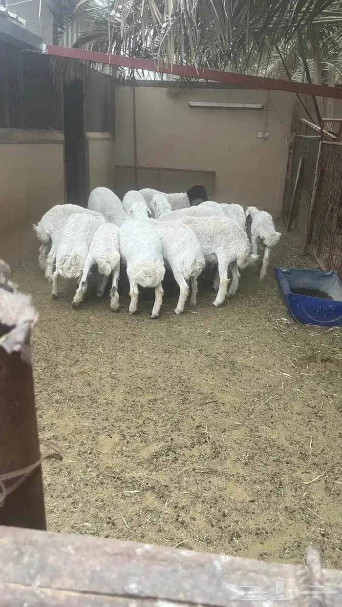 18 خرف ضحايا طيبة جدا 0