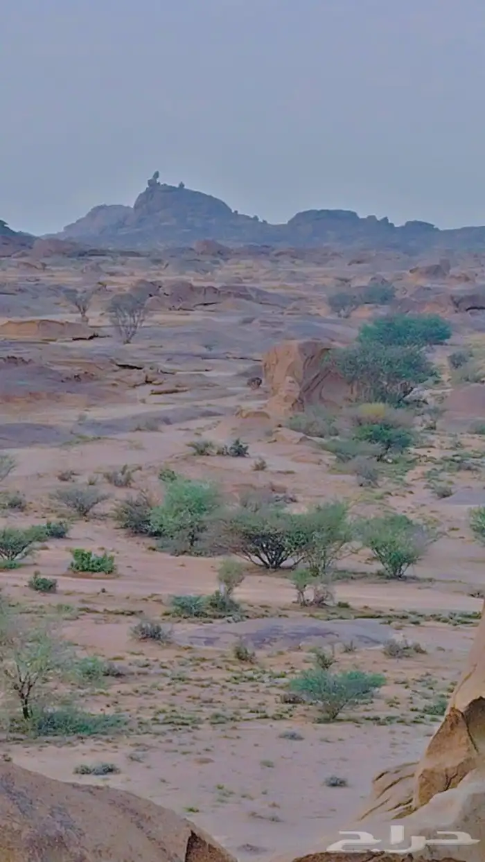 مطلوب ابل خلفات 0