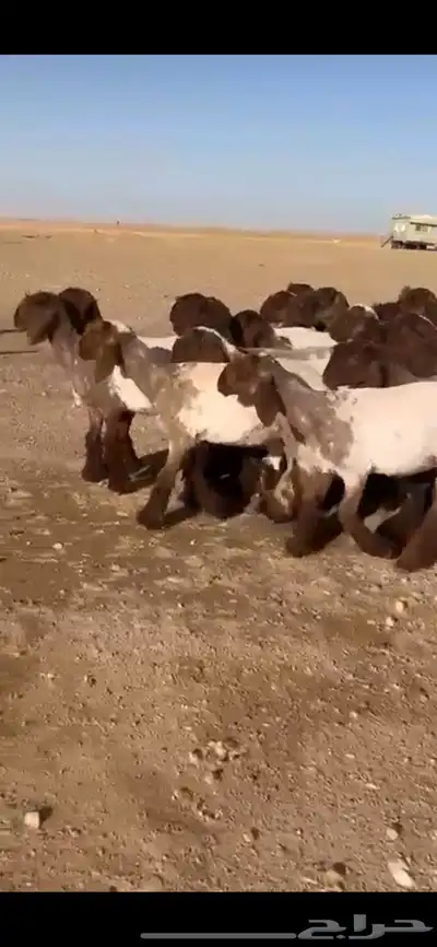 جذعات نعيم فاخره 2