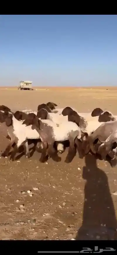 جذعات نعيم فاخره 0