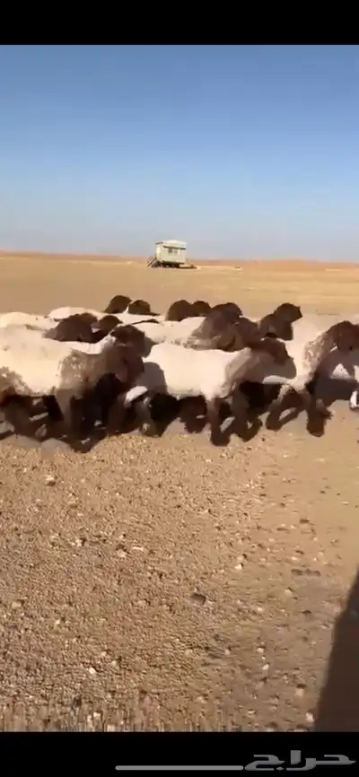 جذعات نعيم فاخره 4