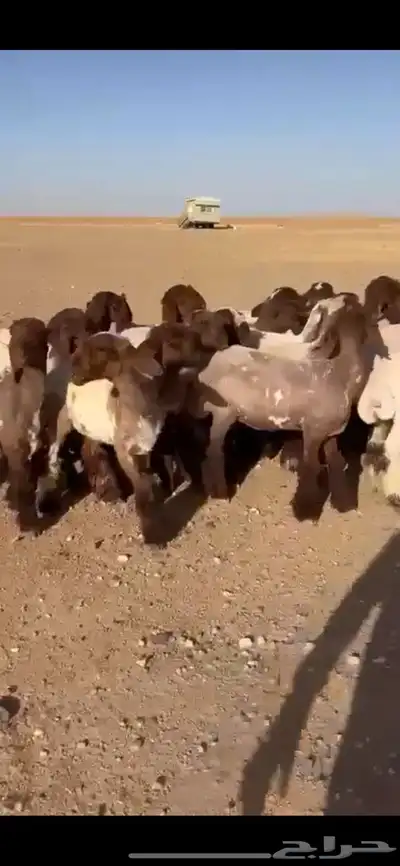 جذعات نعيم فاخره 5
