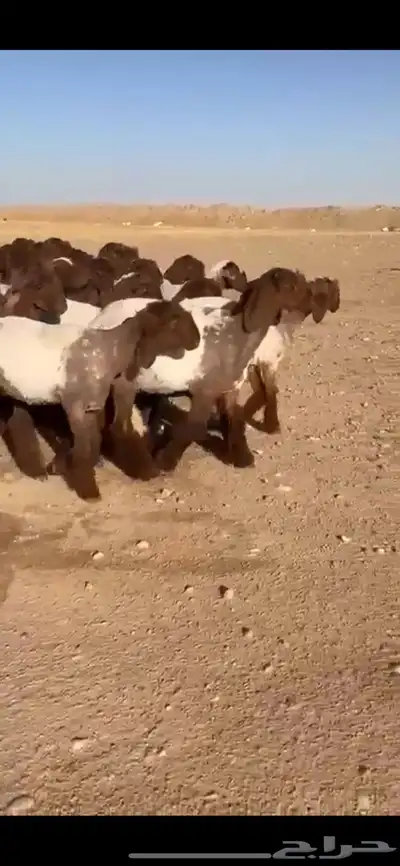 جذعات نعيم فاخره 1