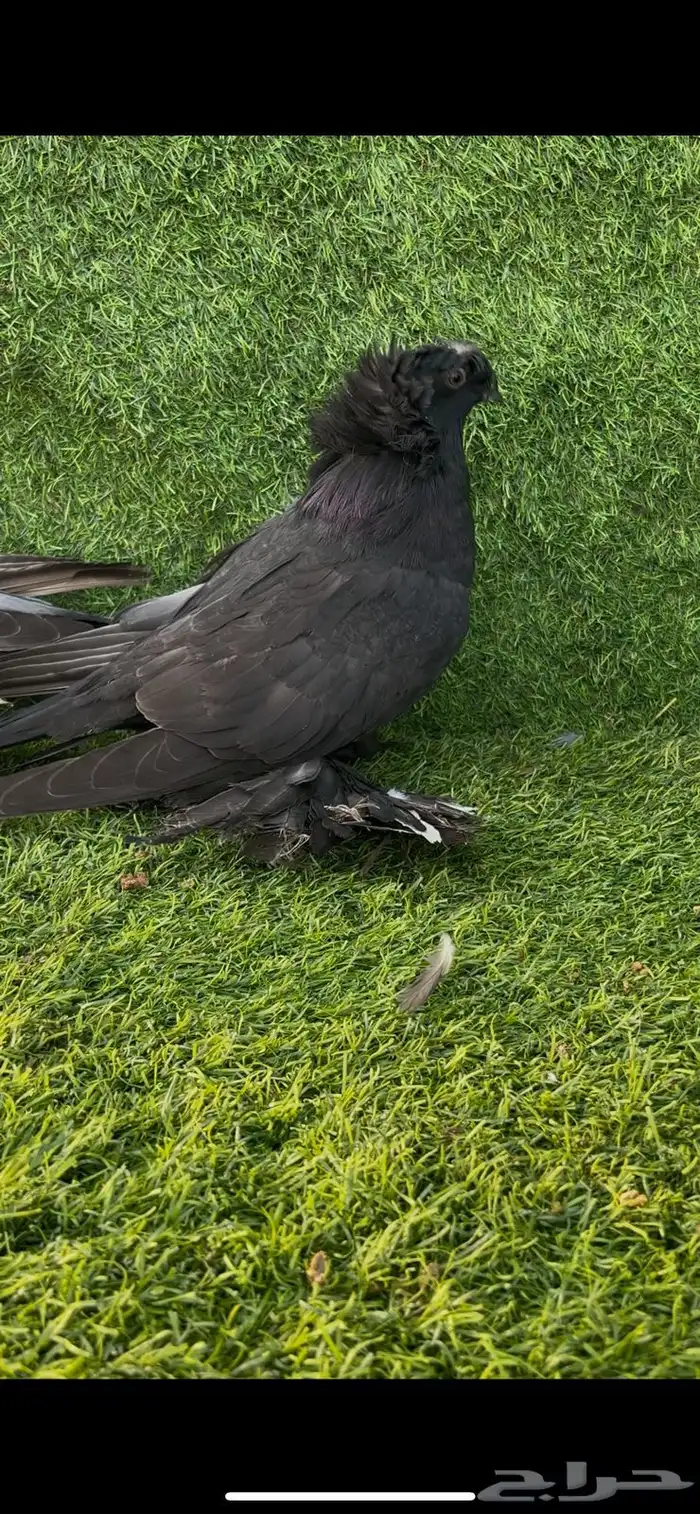 بخاره فواخر نوادر الحجاز 6