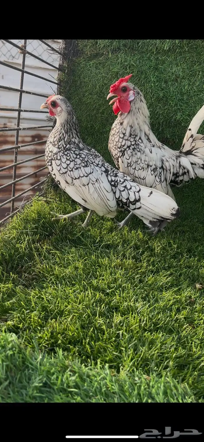 سبرايت شبابي 1