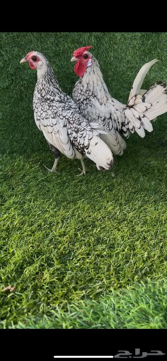سبرايت شبابي 0