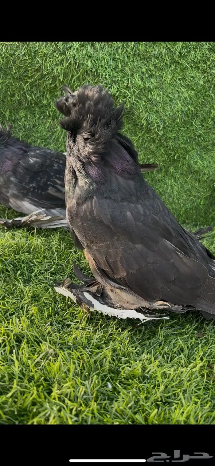 بخاره فواخر نوادر الحجاز 0